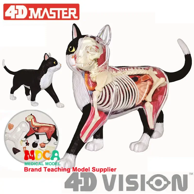 4D MASTER Anatomical Model of Black and White Cat Puzzle Assembly Toy Simulation Animal Biological Organs Medical Teaching