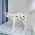 White Puppy