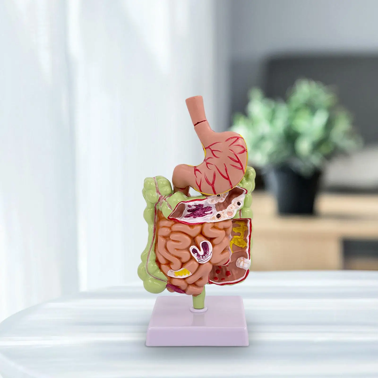 Human Stomach Anatomy Model with Base Large Small Intestine Model Anatomy for Science Study Display Classroom Teaching Education