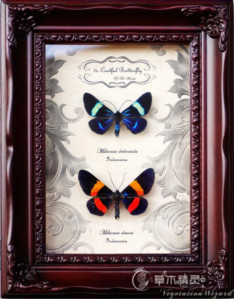 Real butterfly specimen picture frame Valentine's Day gift home decoration collection hobby handicraft living room decoration