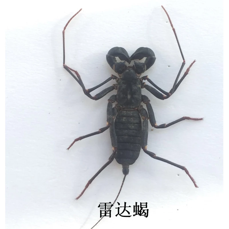 Real Insect Specimen Beetle Scarabaeidae Student Observation Teaching DIY Handicraft Collection Gift Home Decoration Taxidermy
