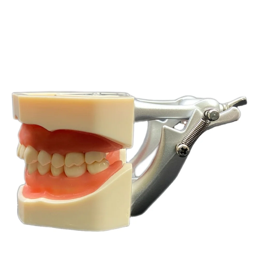 

Медицинская наука, стоматологическая модель, стандартные человеческие зубы, зубные зубы с 28 32 зубьями, челюсть, ручной источник питания, анатомическая модель