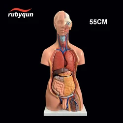 19parts 55cm Human Torso Model Assembled Medical Human Heart Lung Anatomy Body Bisexual Anatomical Science Educational Toys