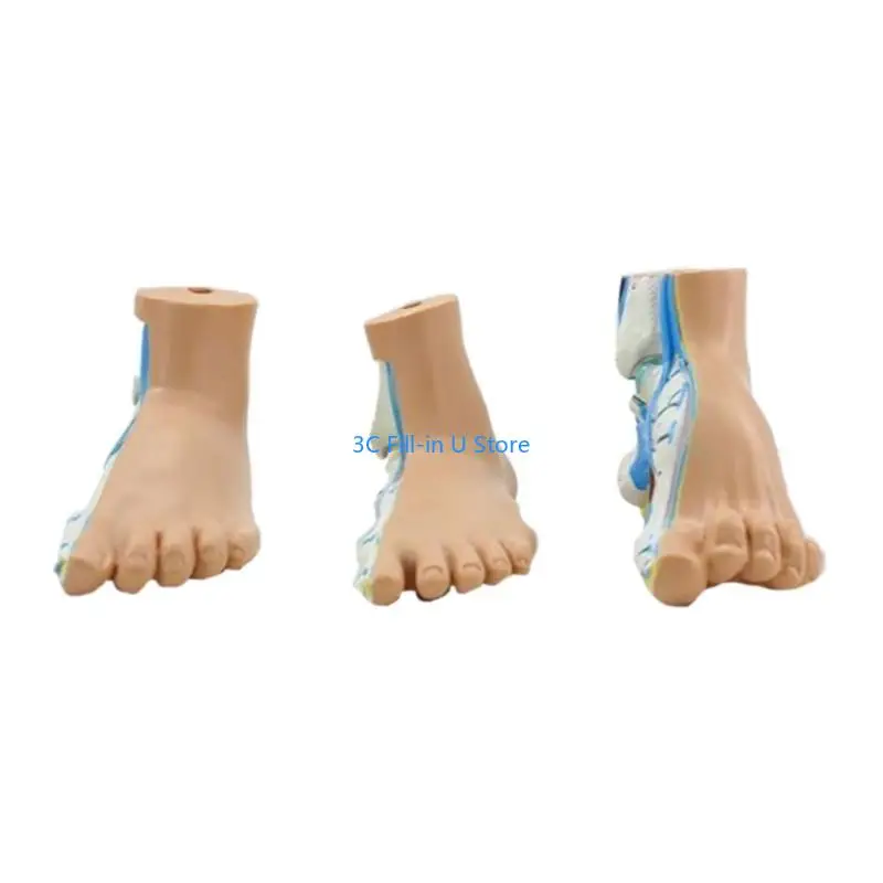 G8TA Foot Anatomical Model, Including Bones, Muscles, Ligaments, Human Foot Anatomy Model Teaching Prop with Digital Signs