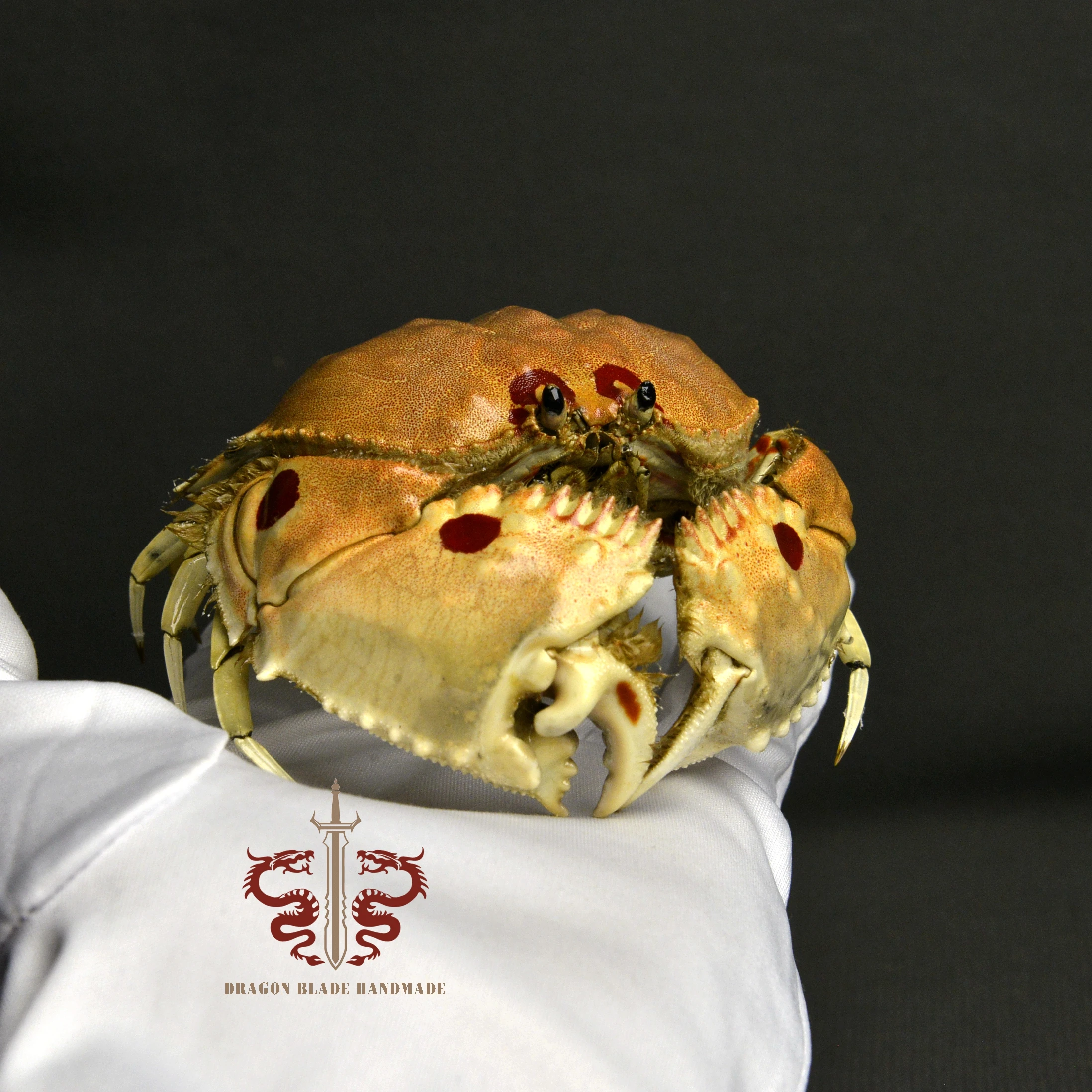 Crab specimen Calappa philargius, museum-quality taxidermy & display box, Collection Home Decor Ornament Desk Decoration