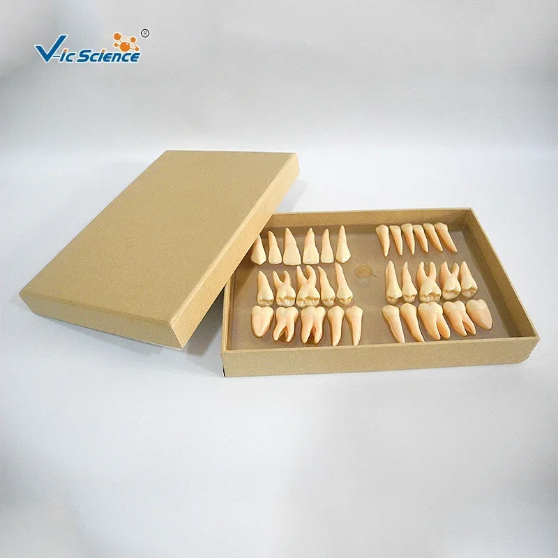 model dentals quality  twice permanent teeth model  for medical dentals teaching model