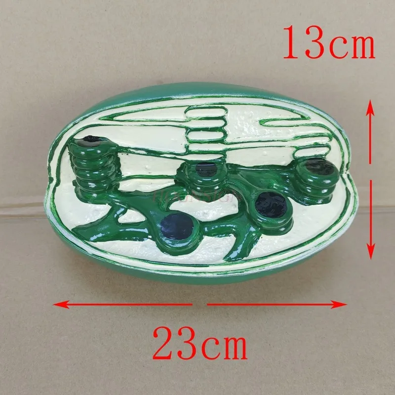 science small production materials Various cell models organelle structure mitochondria chloroplast Golgi apparatus central body