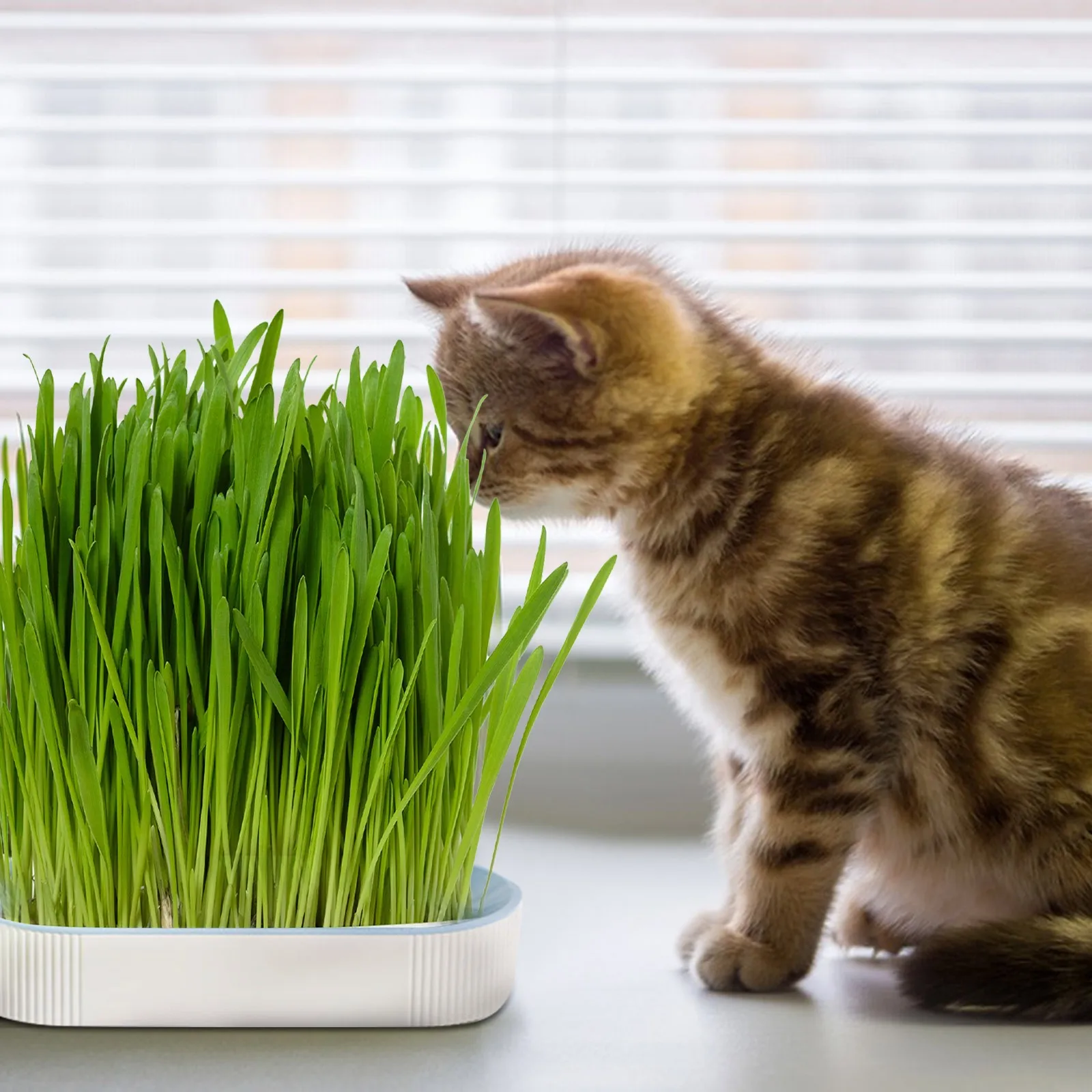 Nursery Tray Seed Germination Tray Cat Grass Growing Set Layered Feline Soilless Convenient Cat Grass Set 3 Styles Pet Supplies image 2
