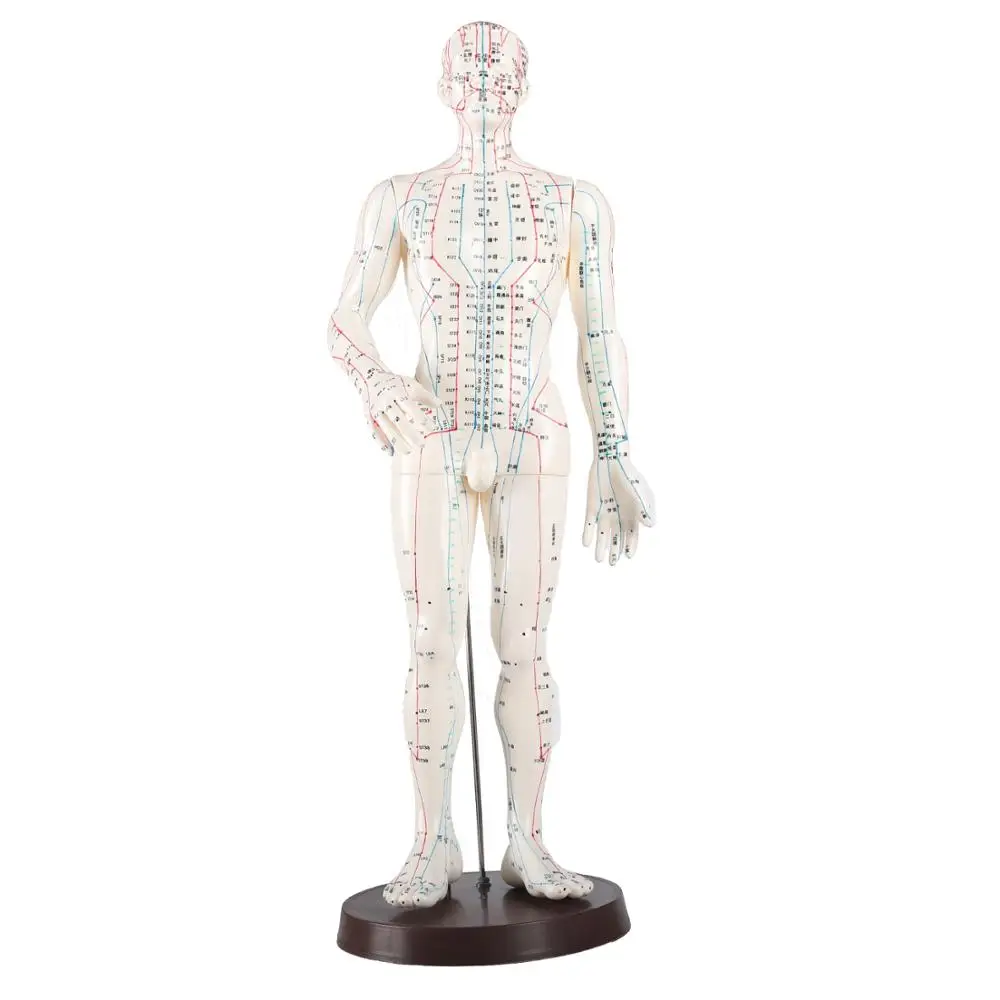 Acupuncture Model 48cm Female 50cm Male PVC Human Body Acupuncture Model Acupoint Model English Code and Chinese