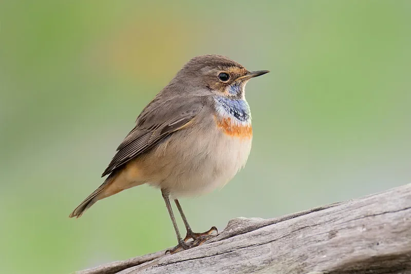 

BETAFPV Nano TX V2 ELRS V3.3 Module - 2.4G/868M/915MHz, TCXO, Cooling Fan, for FPV Drones