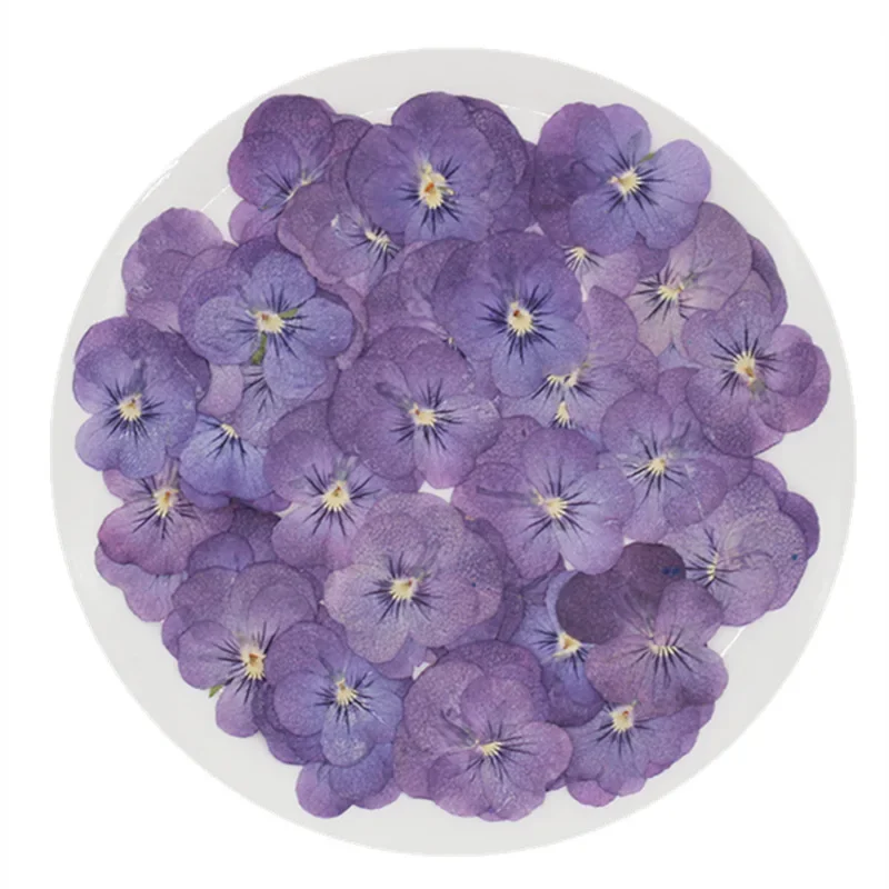 المجففة بانسي فيولا تريكولور L الضغط ، 60X زهرة النباتات العشبية للمجوهرات ، بطاقة بريدية ، المرجعية ، قضية الهاتف ، سجل القصاصات ، DIY بها بنفسك