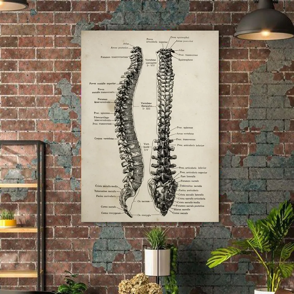 1PC Retro Human Organ System Skeleton Anatomy Poster Paper Print Home Living Room Bedroom Entrance Bar Restaurant Cafe Art