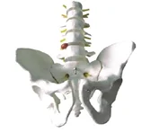 

Pelvic with Five Lumbar Vertebrae Model Medical Science Simulator Educational Study Assistance Teaching Aids for Middle School