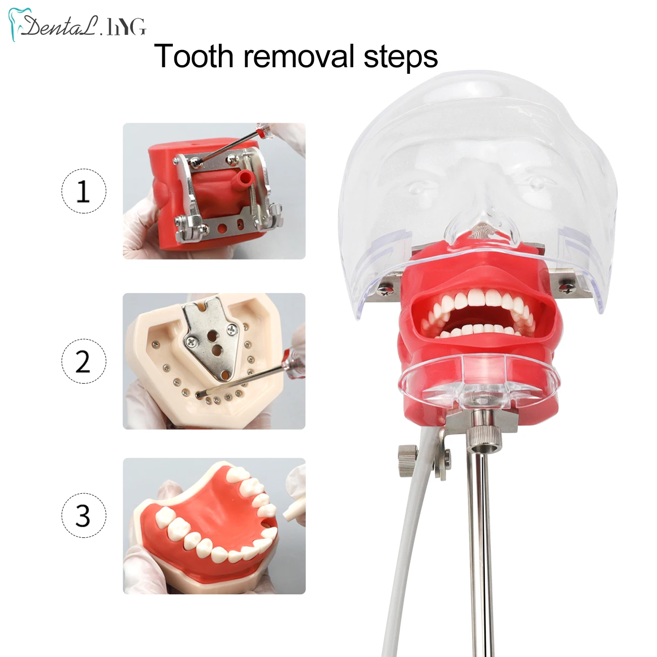 Symulator dentystyczny Nissin manekin fantomowa głowa Model dentystyczny żywiczne zęby z nowym stylem ławki do implanty stomatologiczne