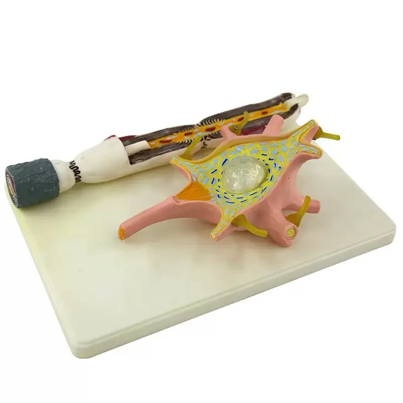 

Neuron Cell Study Model School Experimental Equipment Medical Teaching Equipment