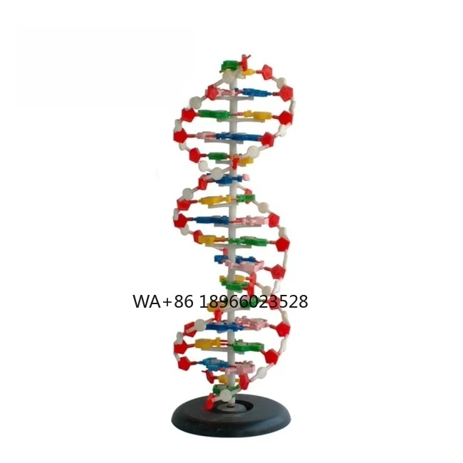 modelo-de-estructura-de-dna-con-base-modelo-de-plastico-de-adn