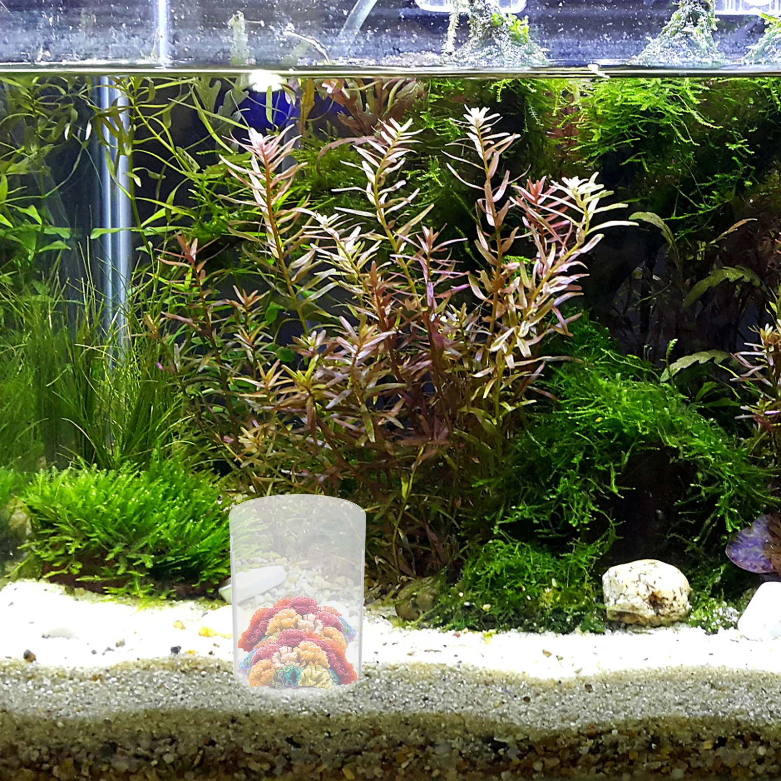 

Transparent Acrylic Coral Feeding Protection Cover for Fish Tank Reef Breeding Aquarium Feeder Tool Safe Coral Growth
