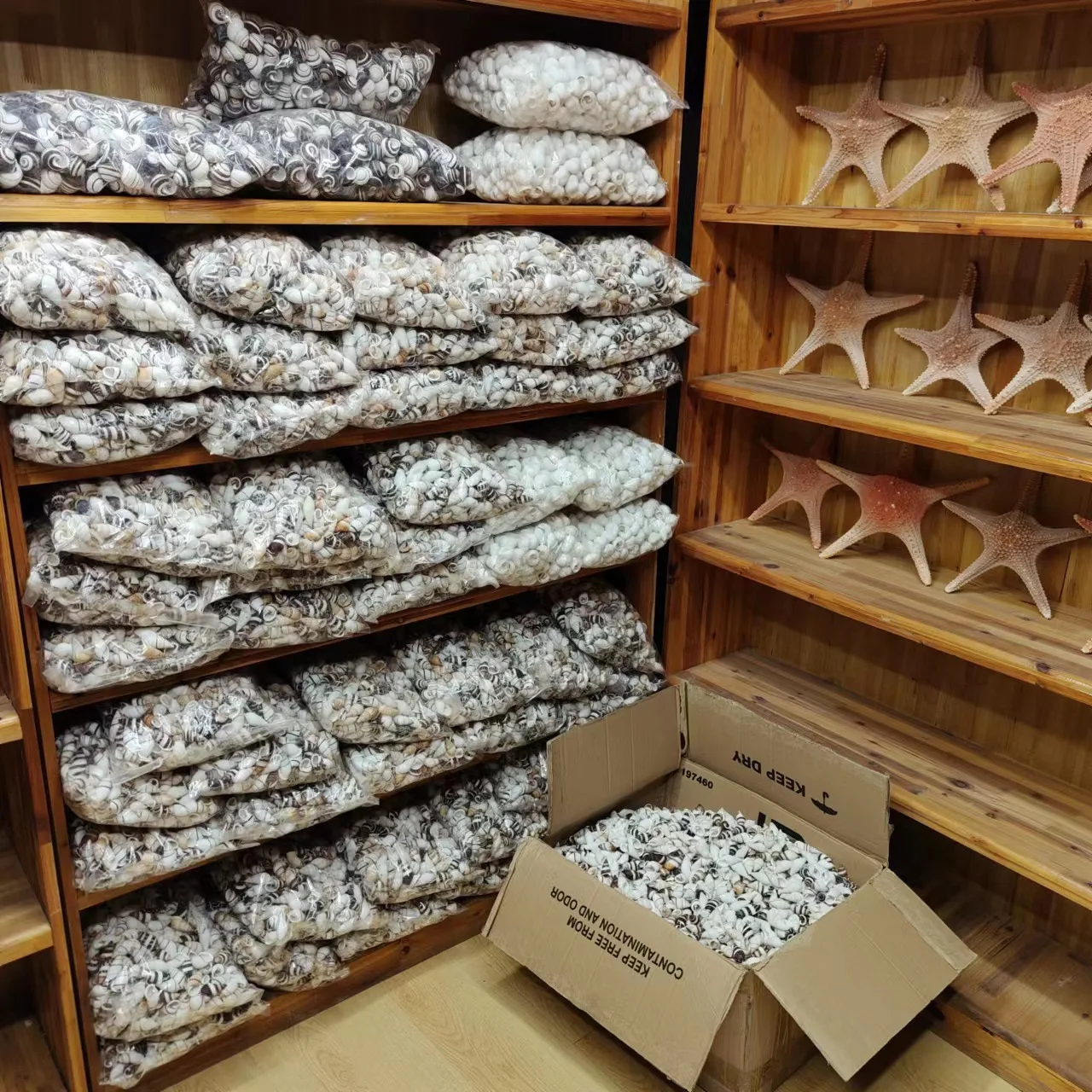 Snail Shells & Hermit Crab Replacement Shells - Specialized Aquarium Decor Featuring Cypraeidae (e.g., Cypraea spp.) & Conch She