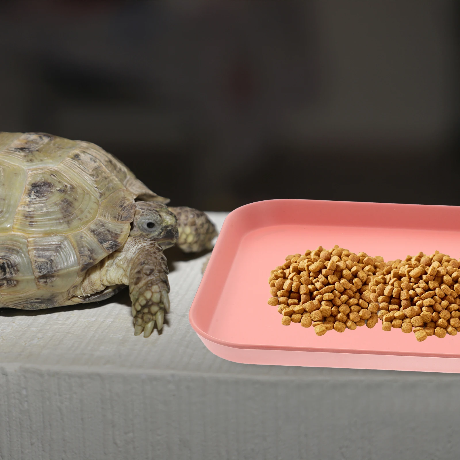 

Plastic Turtle Food Bowl Reptile Water Dish Pet Feeding Bowls Easy Clean Smooth Surface Worm Escape Proof Terrarium Accessories