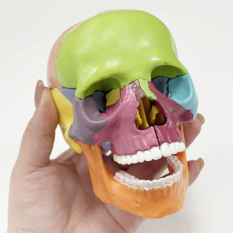 

15 parts 4D 1:2 life-size color assembly human anatomy skull toy medical skeleton teaching model