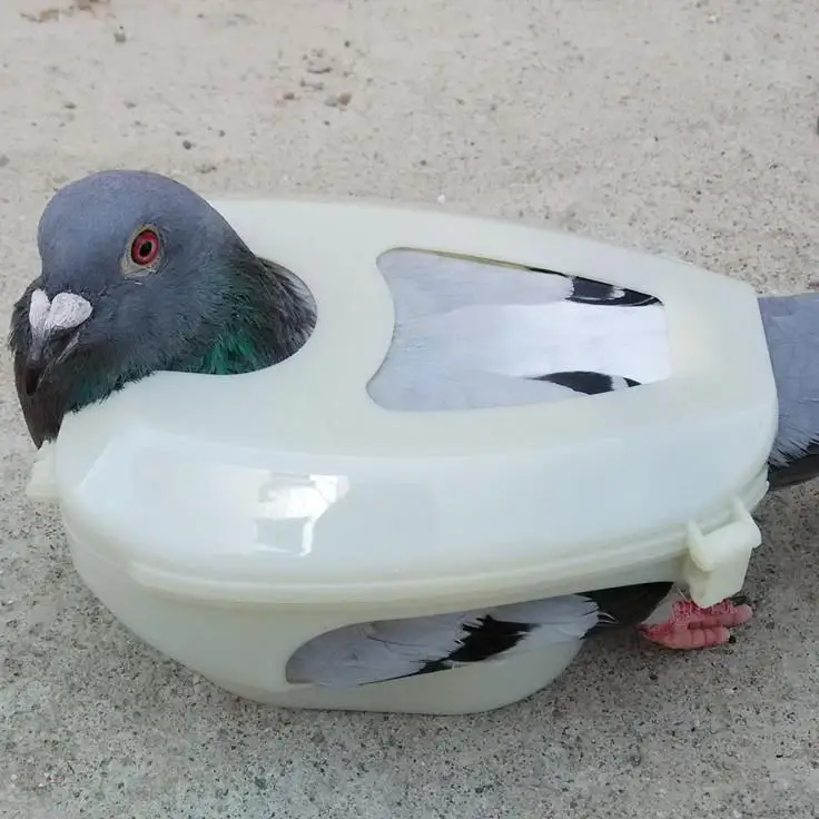 

Fixator for Easy Feeding and Injection By One Person, Pigeon Eye Care Pigeon Raising Tools, Bird Supplies Pigeon Utensils