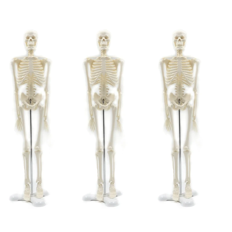 

3X 45CM Human Anatomical Anatomy Skeleton Model Poster Learn Aid Anatomy Human Skeletal Model