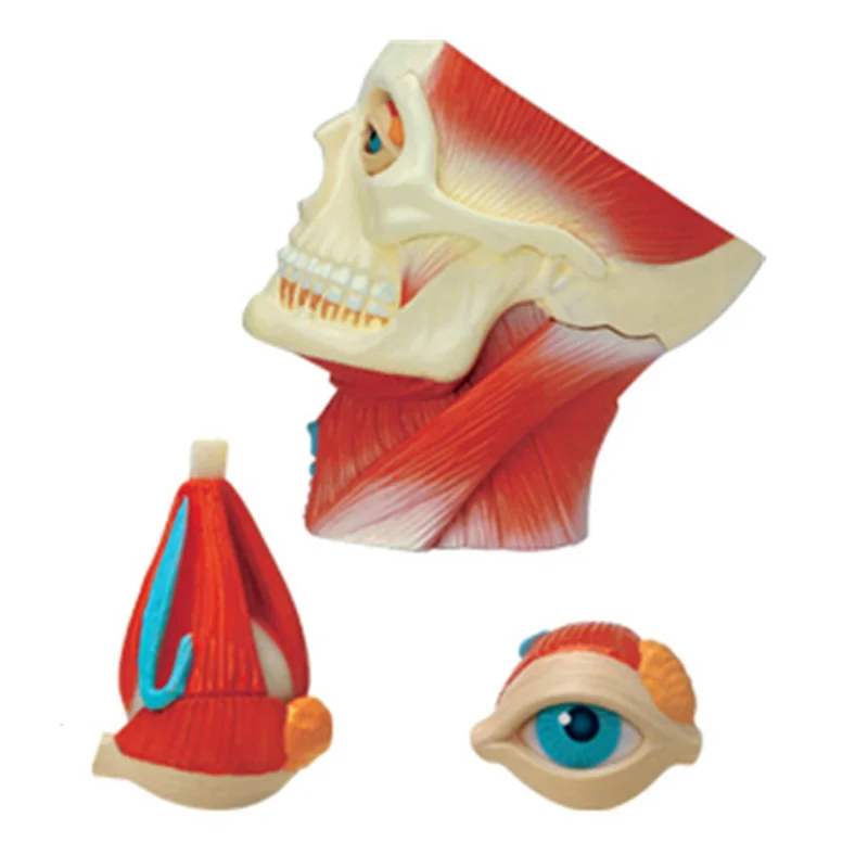 

A06RP Medical-Torso Human Body Model Education Head Muscles Nerve Organs Model for Student Teaching Study Assembling Model