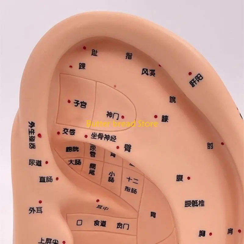 

W89C Ear Acupoint Display Model Ear Massage Model Massage Tools Anatomical Ear Model