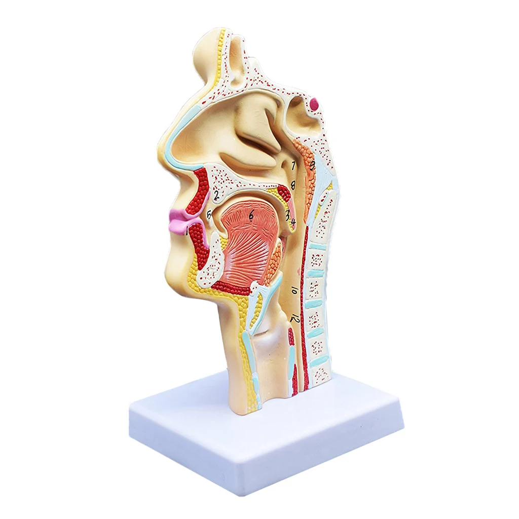 Nasal Throat Anatomy Mold Head Anatomy Model Elephaede and Throat Vascular Nerve Model for School Learning Tool Lab Supplies