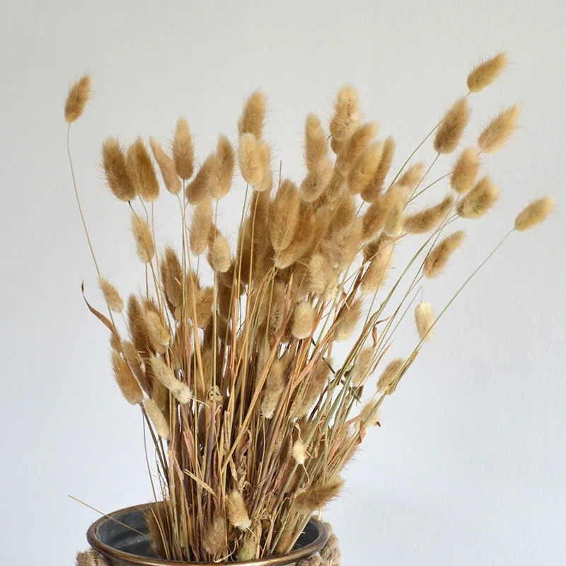 Rabbit Tail Grass Dried flower Natural Air Drying Safe and Non-toxic Farmhouse Home Weddin