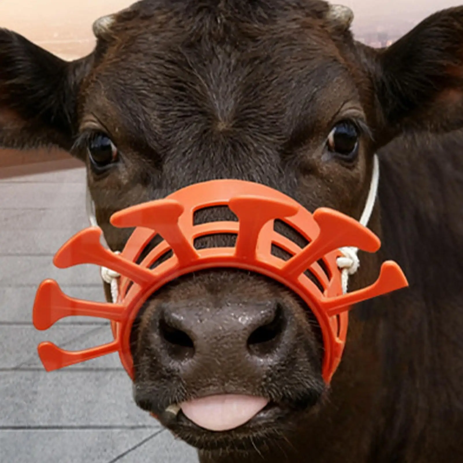 

Farm Calf Weaner Breathable Comfortable Easy Installation Calf Weaning Thick Clip For Farmers Professionals Herd Managers
