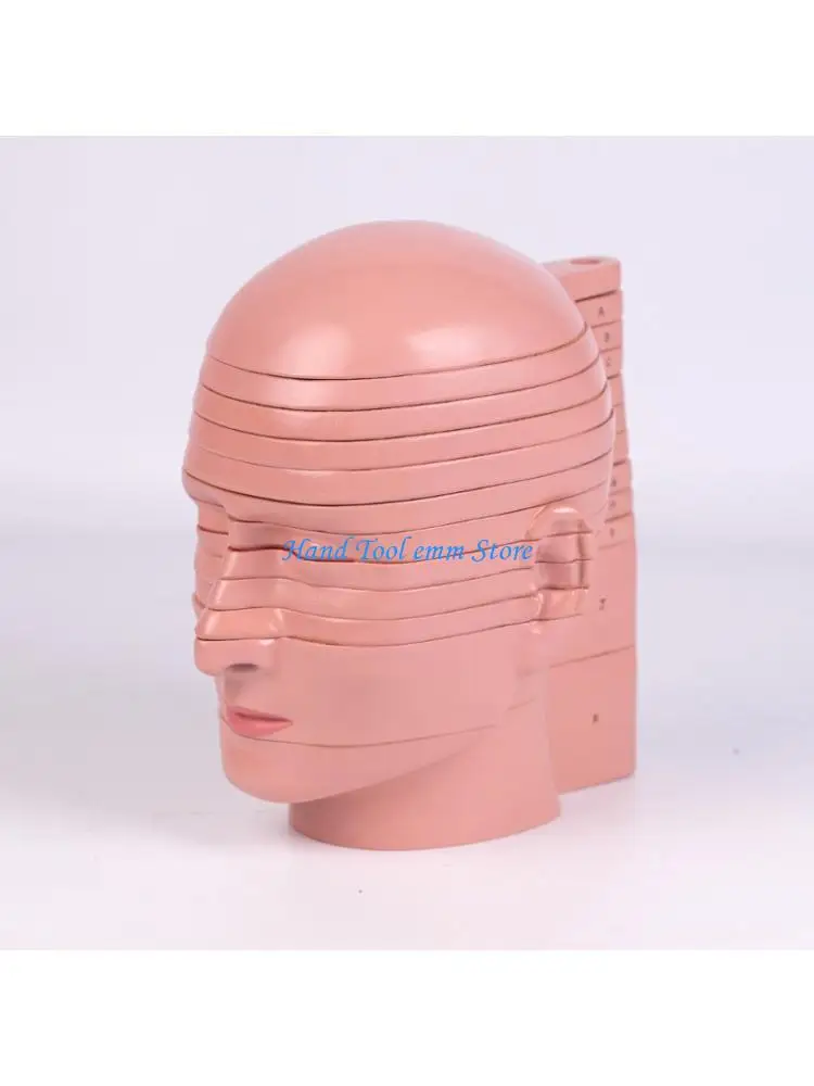 

Х37Ф съемная анатомическая модель шеи головы ПВК секционная для классного образования