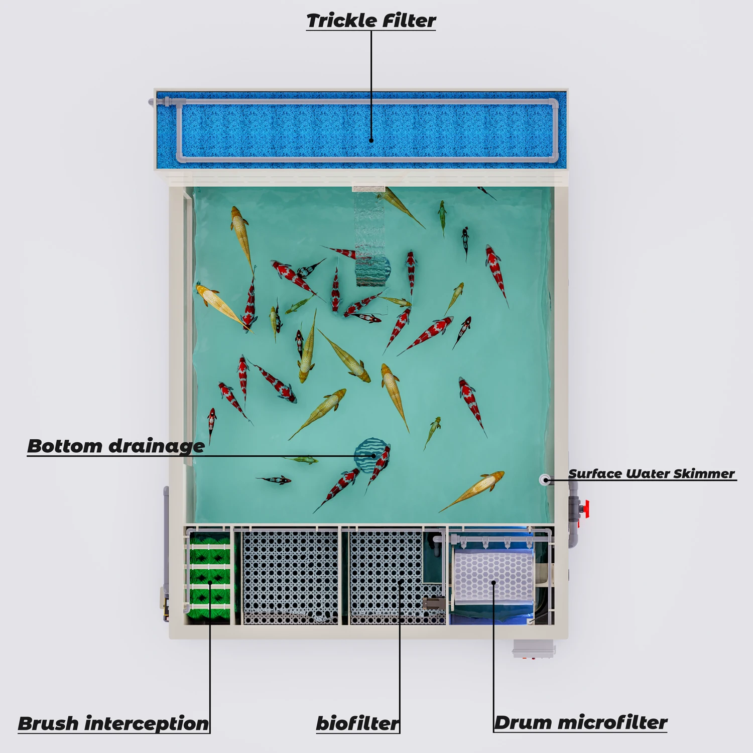 Factory Price Aquarium Fish ta - огляд і ціна Aquarium Fish And Price