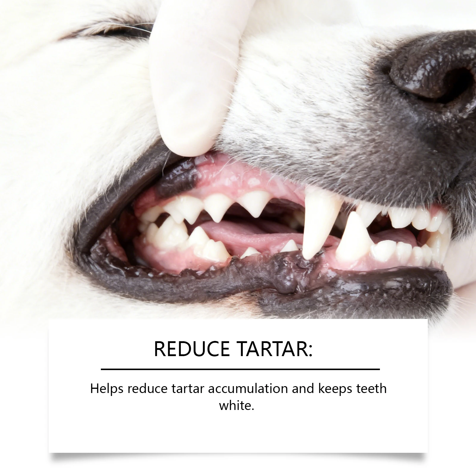 Pet Oral Care Spray Plaques Tartar Removal Dog Breath Freshener Eliminates Bad Odor Support Gum Health Pets Tooth Cleaner Spray