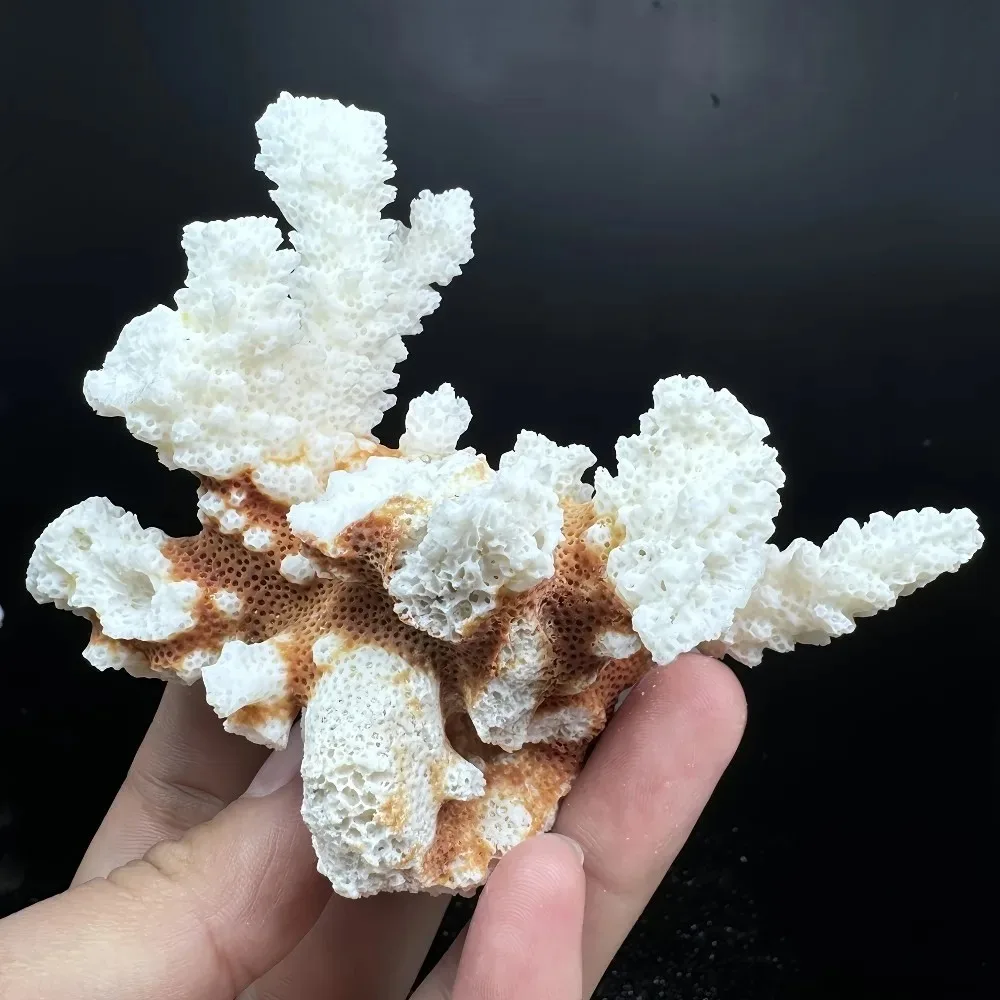Natural Coral Stone Cluster Irregular Fragments for Aquarium Fish Tank, Beach Shell Ornament, Zen Home Decor