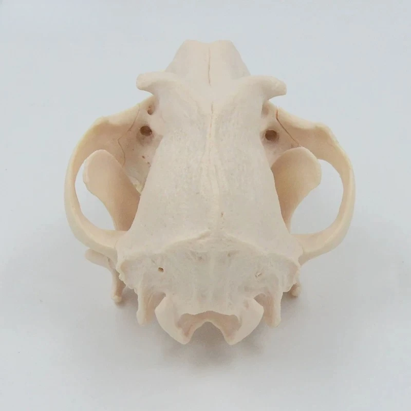 1 To 1 Adult Dog Dog Skull Skull Skull Skeleton Medical Teaching Display Model