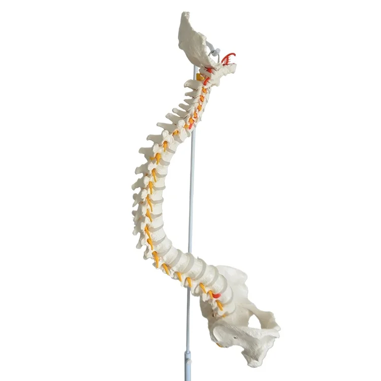 

85Cm human spinal nerve pelvic bone model lumbar spine curved