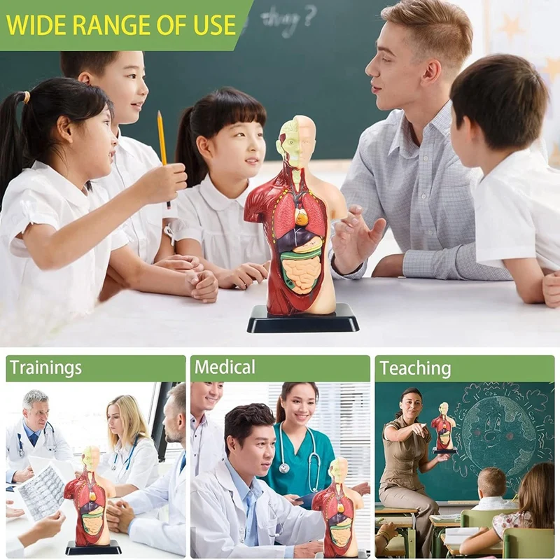 Human Body Model For Kids Multicolor Plastic Human Torso Anatomy Model Toys 8 Pcs Removable Anatomy Doll With Heart & Organs