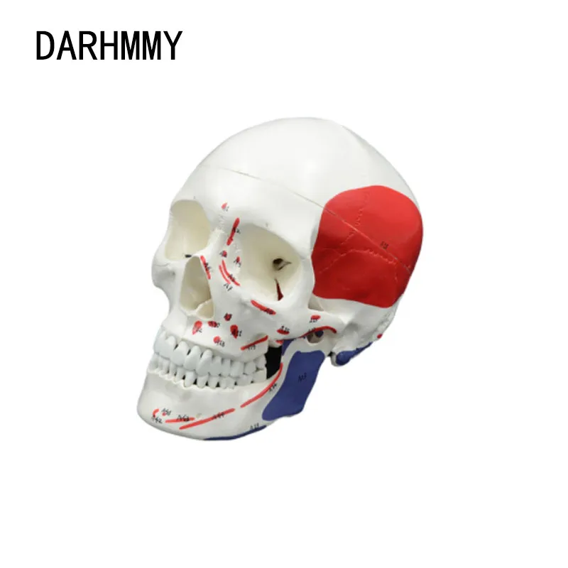 DARHMMY 1:1 Modelo de Crânio Muscular Destacável A Anatomia do Crânio