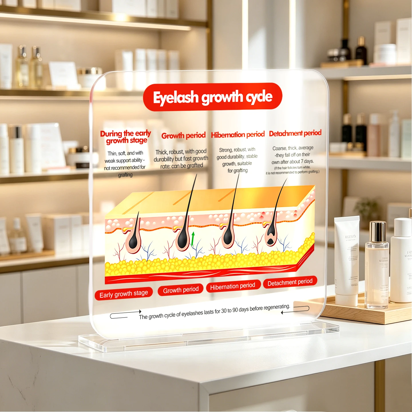 Acrylic Eyelash Growth Cycle Chart Display Beauty Salon Wall Decor Lash Extension Guide Map Professional Artist Tools Supplies