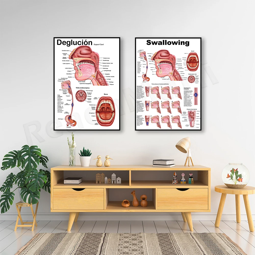 Educational Art Poster - Articulation Oral Mechanics & Swallowing Anatomical Classroom Wall Decor Art