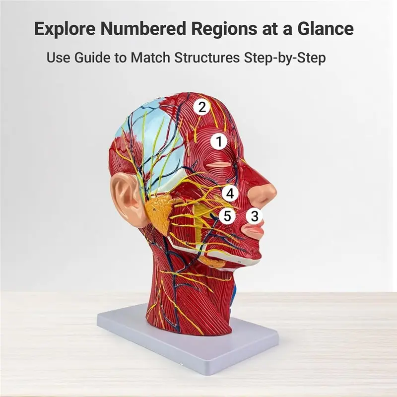 AC57-Life-Size Human Anatomy Model Of The Head And Neck, Detailed Neurovascular And Muscular Structures, 81 Labeled Parts