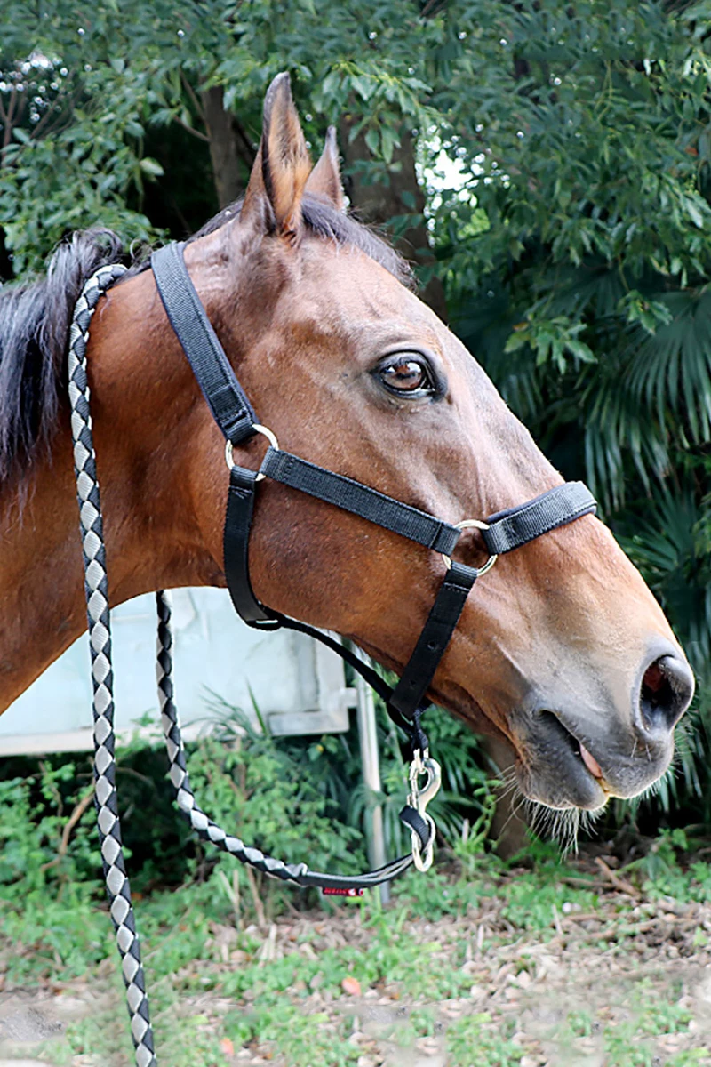 Horse Head Dragon Set Bridle, Têxtil resistente ao desgaste, Conjunto completo de chicote de corda, Suprimentos Equestres Confortáveis