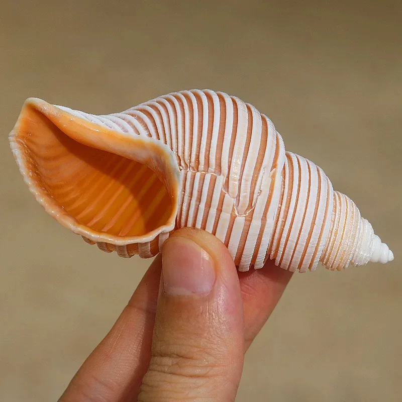 Jomon Esnail Natural Rare Conch Shell Specimen Snail Mediterranean Home Collection Ornament Fish Tank Landscaping Russian Snail view 5