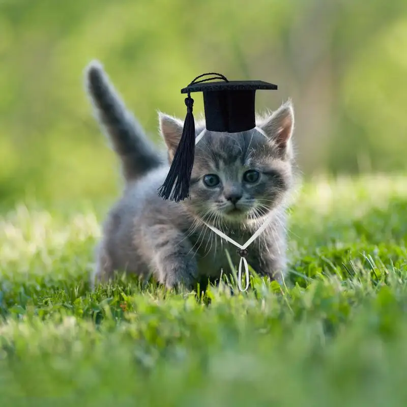 Black Dog Graduation Hats Small Dog Graduation Hats With Black Tassel Mini Animal Graduation Hat Small Animal Bachelor Hat