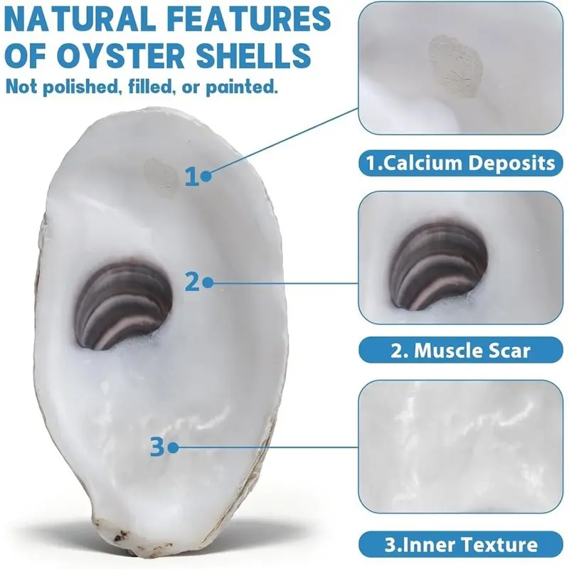 GIGI Flat Oyster Shells(30PCS), For Crafts, Decoupage, Beach Wedding Decor& Christmas Ornament Applications, In Natural