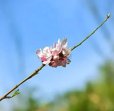 

Metal Front & Rear Integrated Portal Axle for Axial 1/30 SCX30 Wrangler/Ford Bronco/Chevrolet K10 RC Cralwer Upgrade Patrs