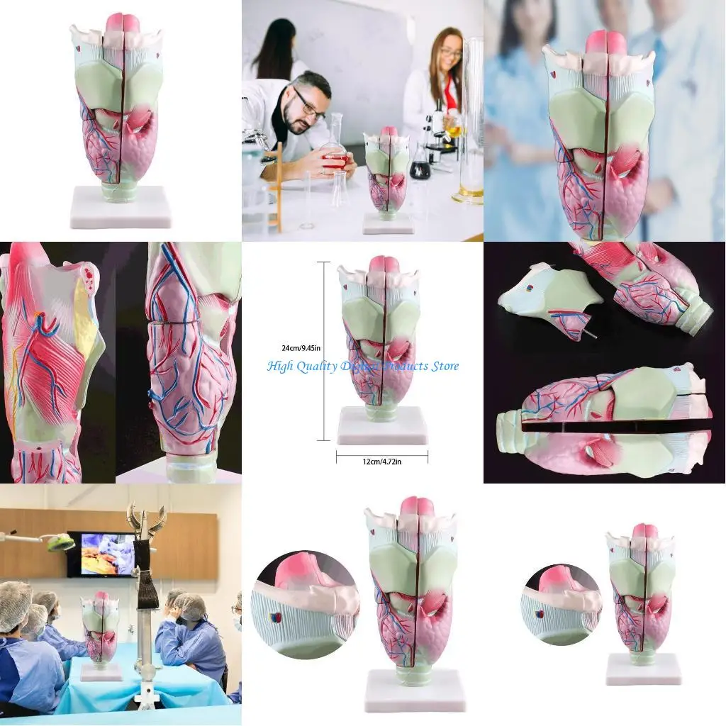 

U2JE Модель гортани человека Увеличенная анатомическая модель гортани для научного класса