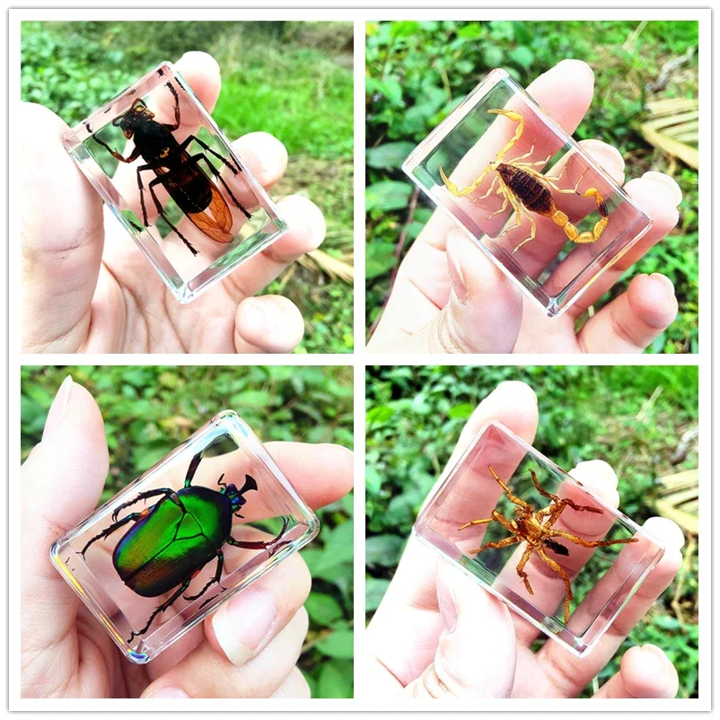 28 Style Real Insect Specimen Transparent Resin Observation on Beetle Locust Spider Scorpion Golden Turtle Kindergarten Statue