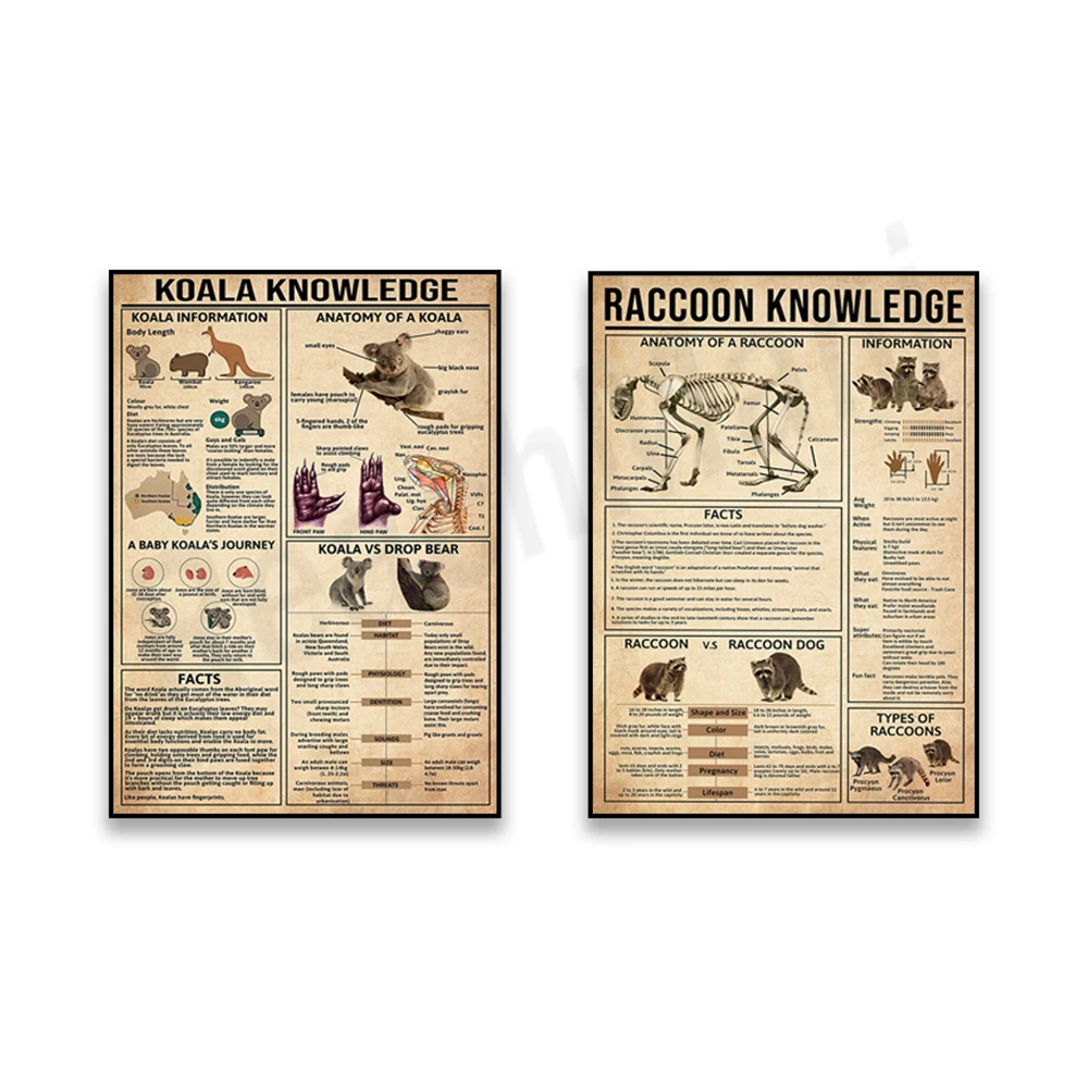 

Raccoon knowledge poster, everything about raccoons, koala knowledge art, koala poster educational wall decoration